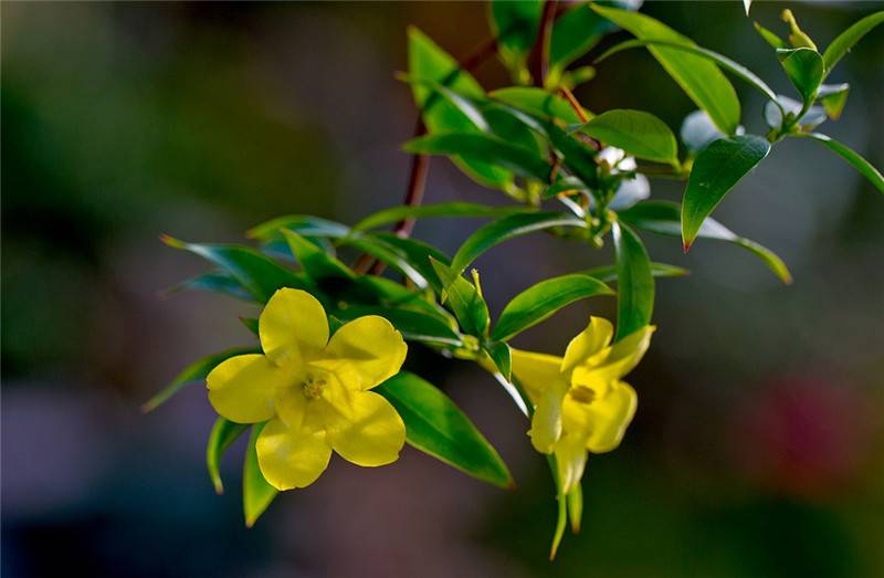 法国香水花图片 - 花百科