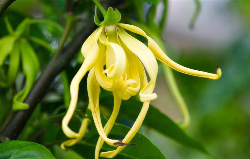 法国香水花图片 - 花百科