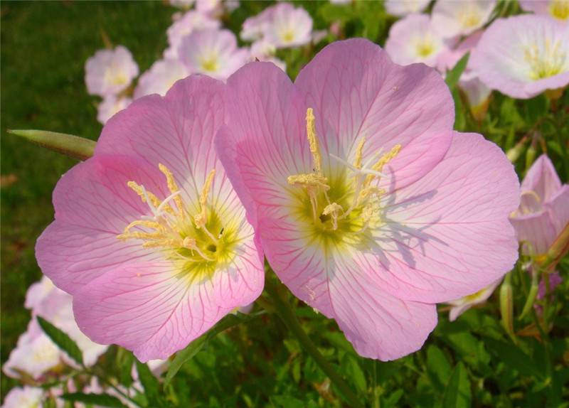 花儿映月——月见草