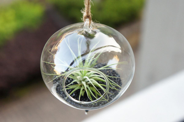 空气凤梨盆景图片 - 花百科