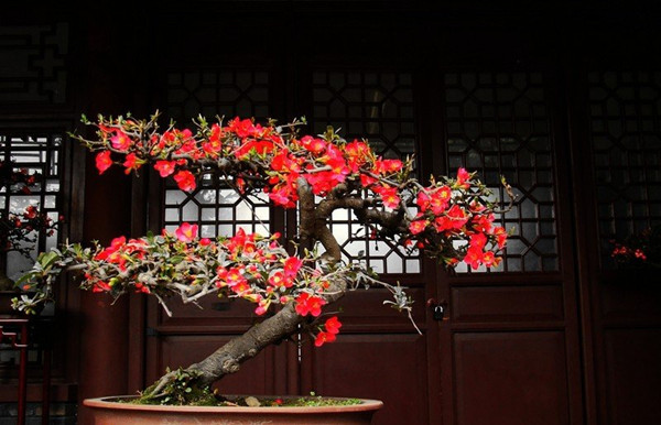 解语之花——海棠盆景