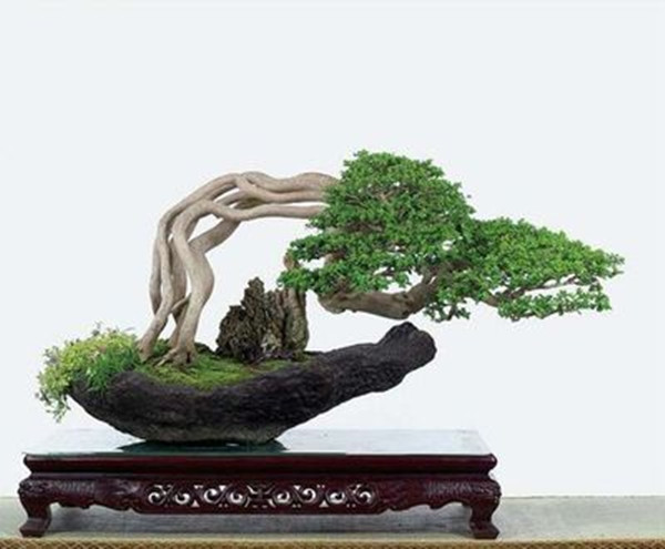 生命之树,冬青盆景