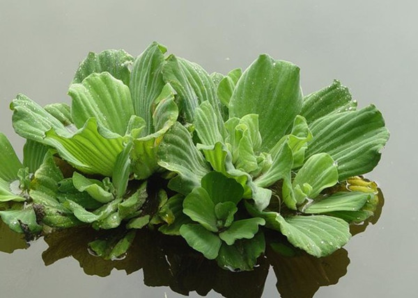 大薸图片 花百科
