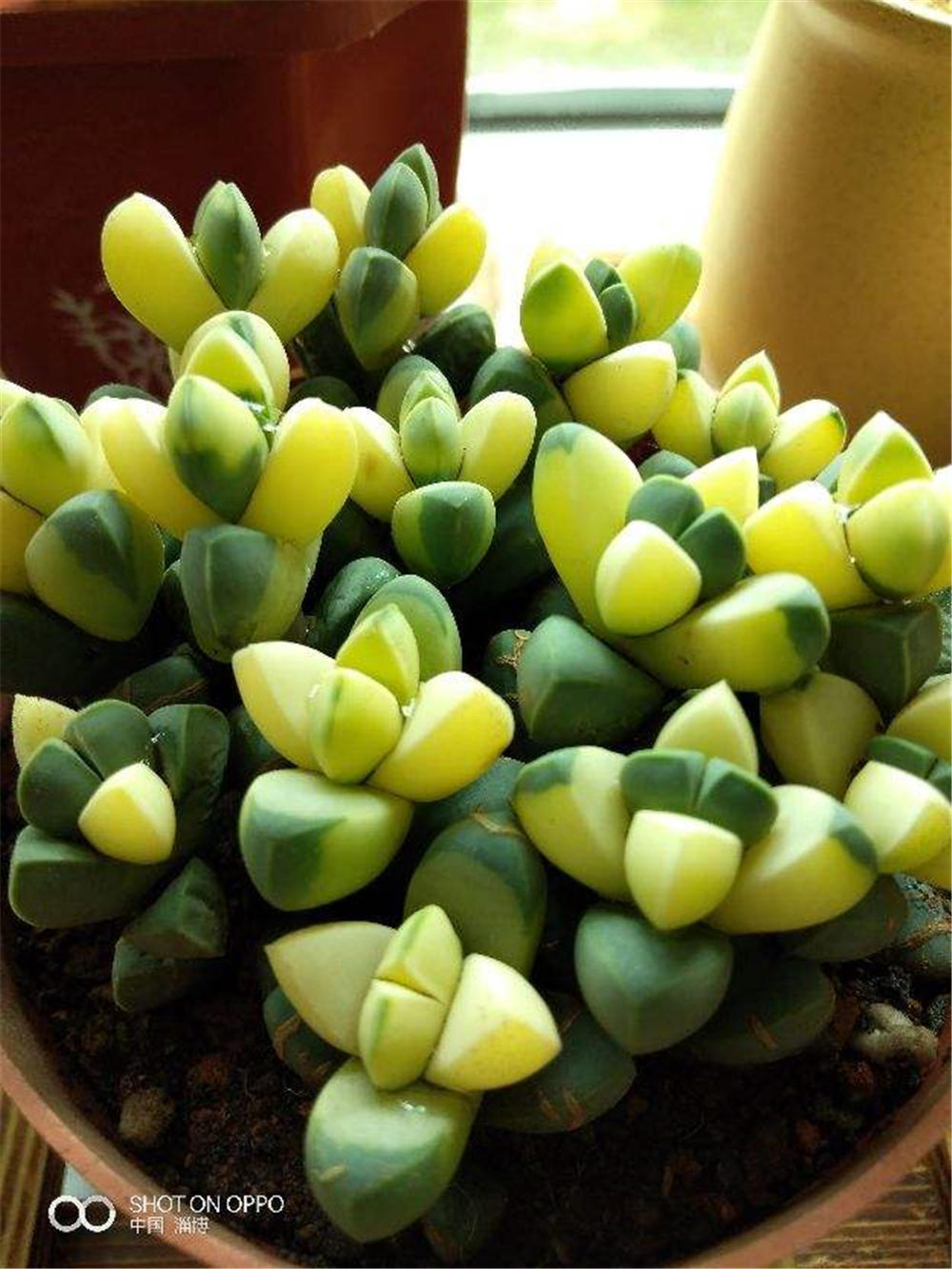 鹿角海棠什么时候开花