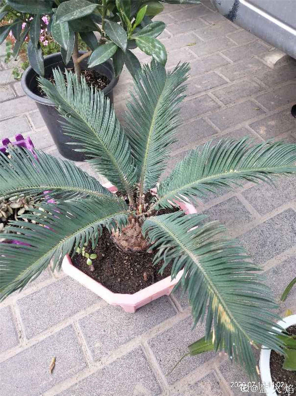 盆栽铁树应注意摆放在通风透光.卫生清洁的地方.