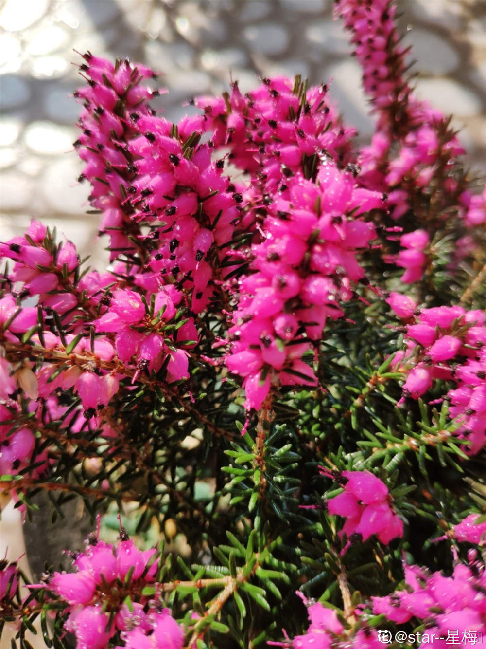 欧石楠的花语及传说