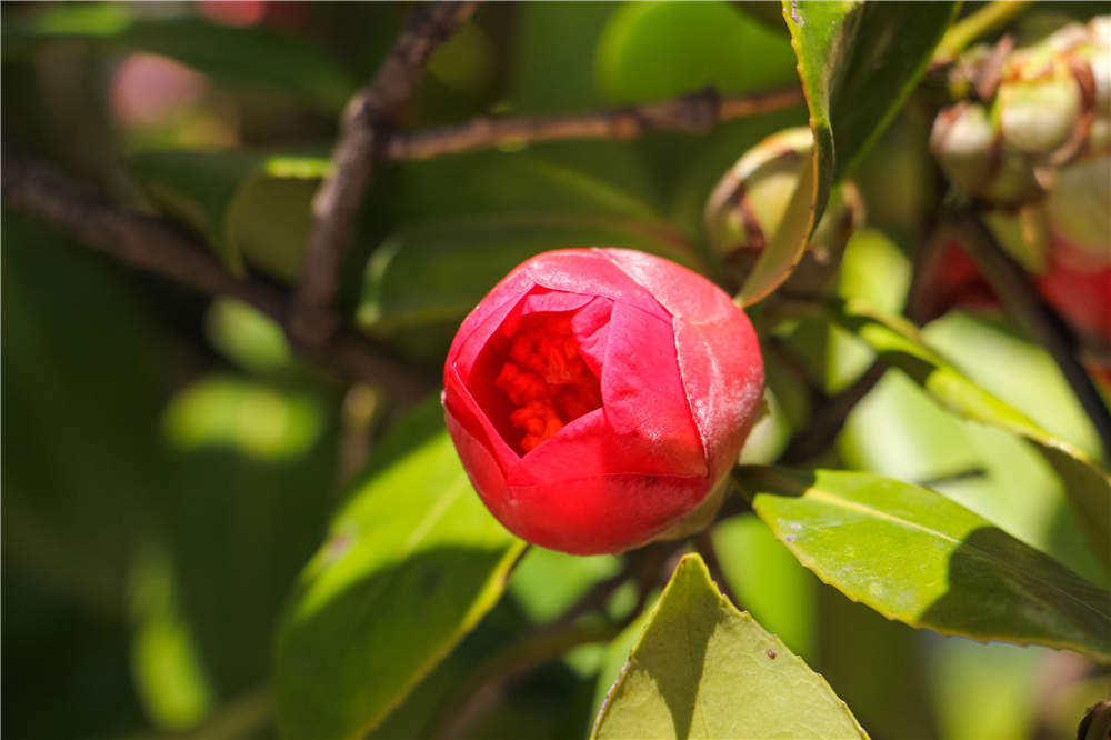 茶花