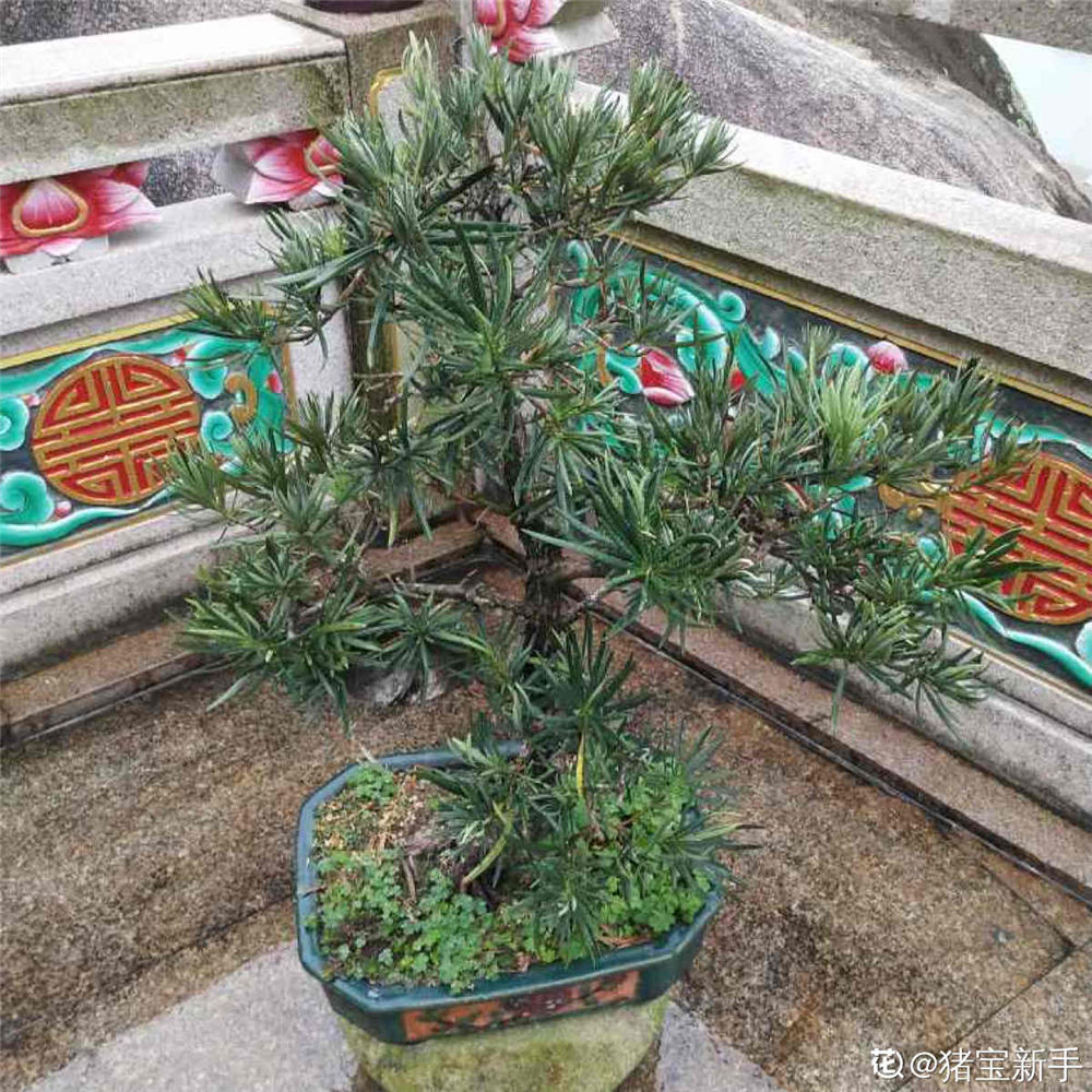 罗汉松历来是大家非常喜欢养殖盆栽植物