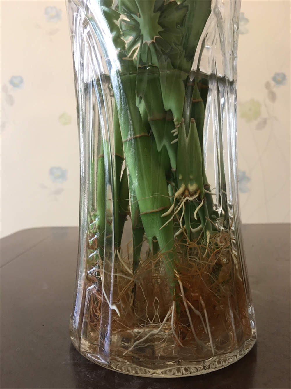 富贵竹