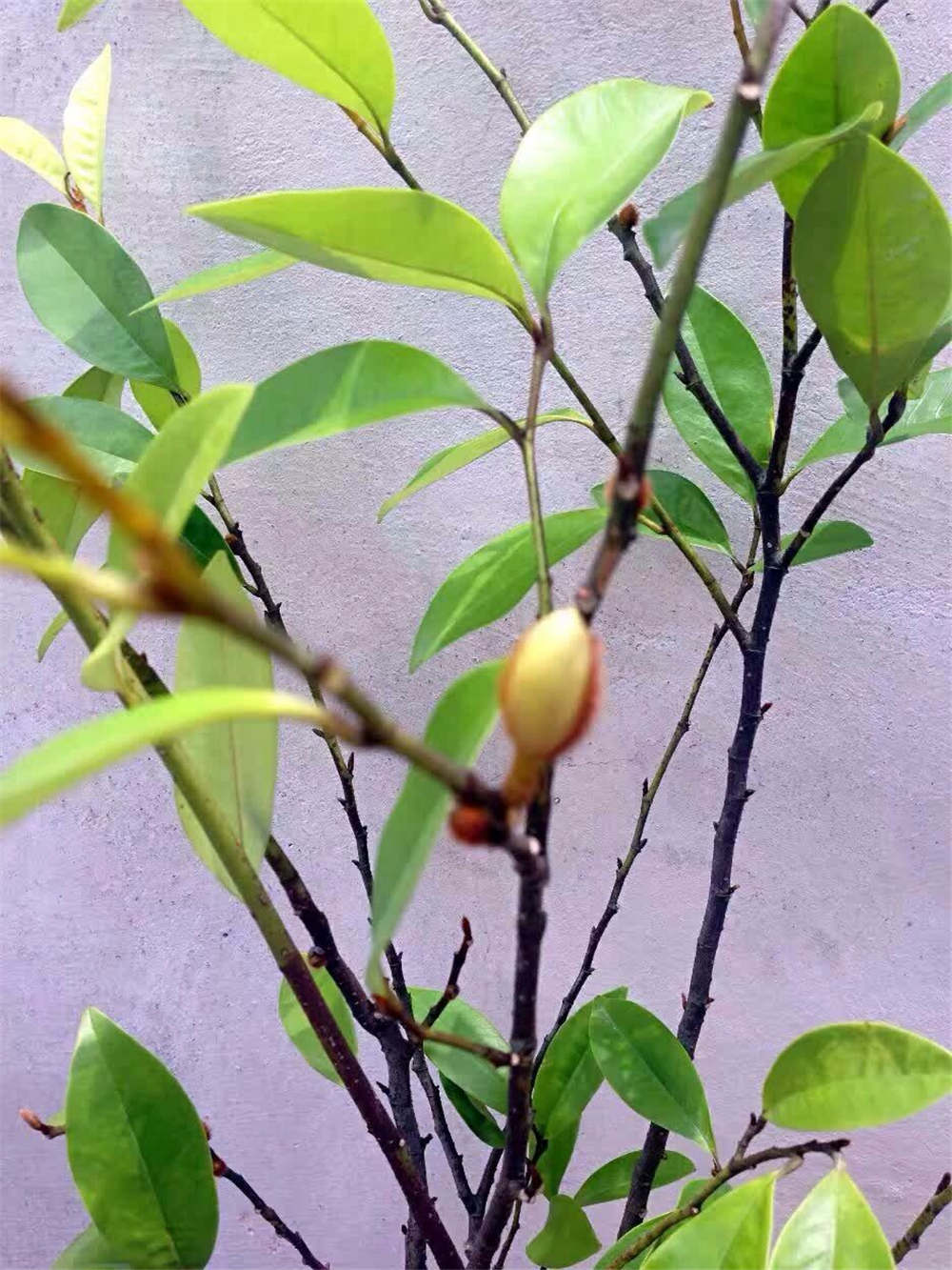 含笑花如何修剪