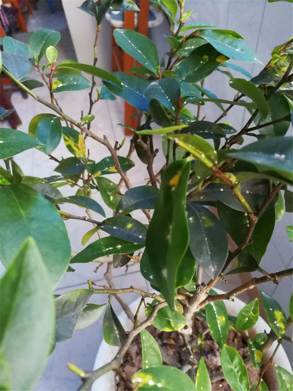 含笑花如何修剪