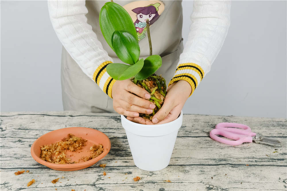 [1,花梗催芽法]蝴蝶兰的繁殖方法 深圳生活网