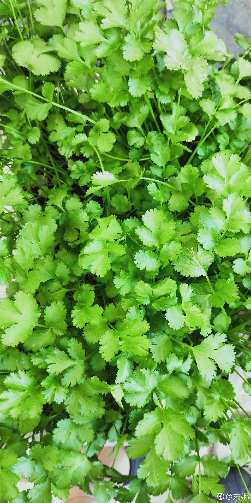 种植香菜的方法