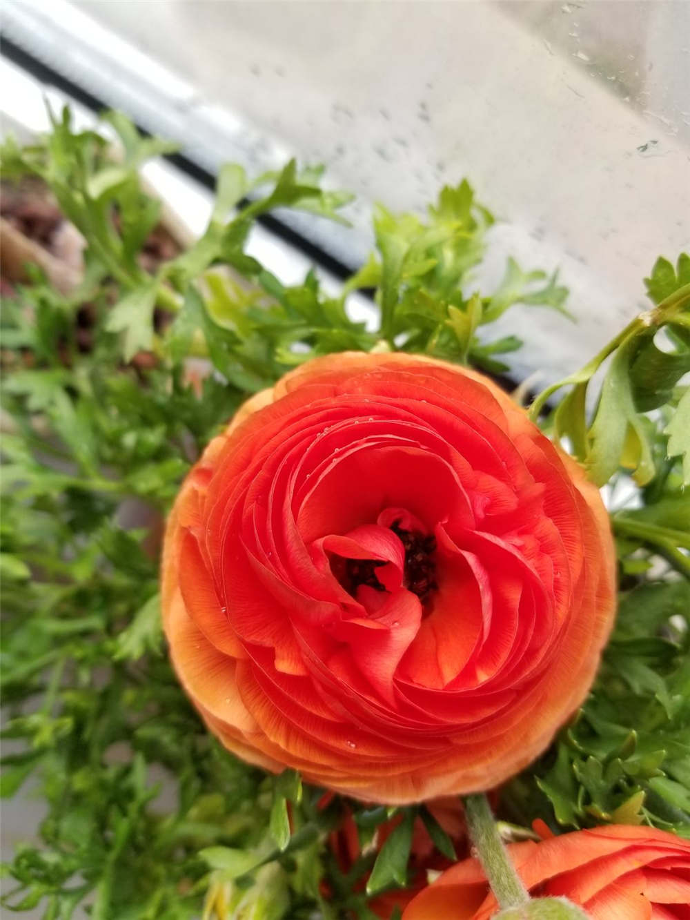 花毛茛花期多久