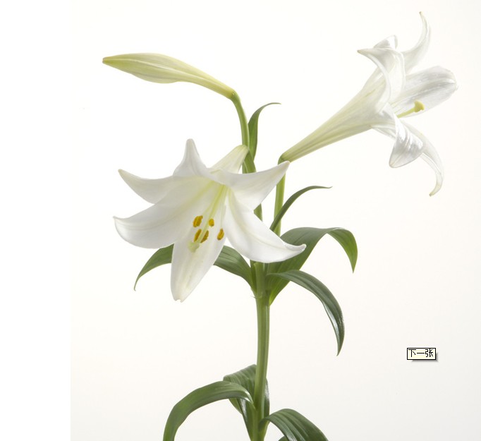 百合花图片,百合花象征意义