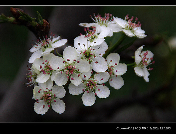桃花杏花梨花 搜狗图片搜索