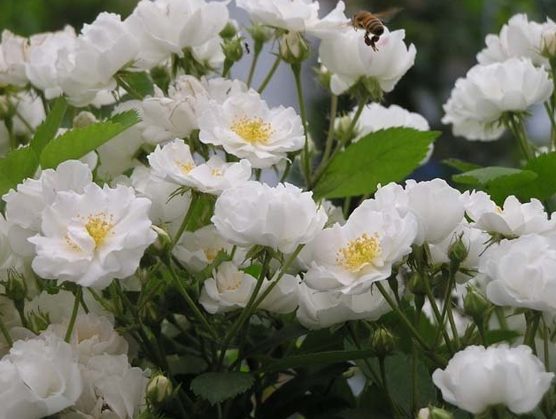 荼靡——那听上去都伤感的花