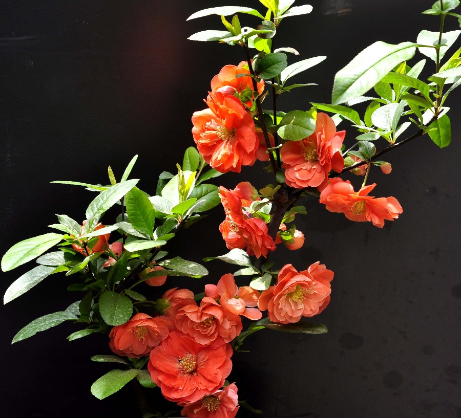 海棠四品指的是什么?