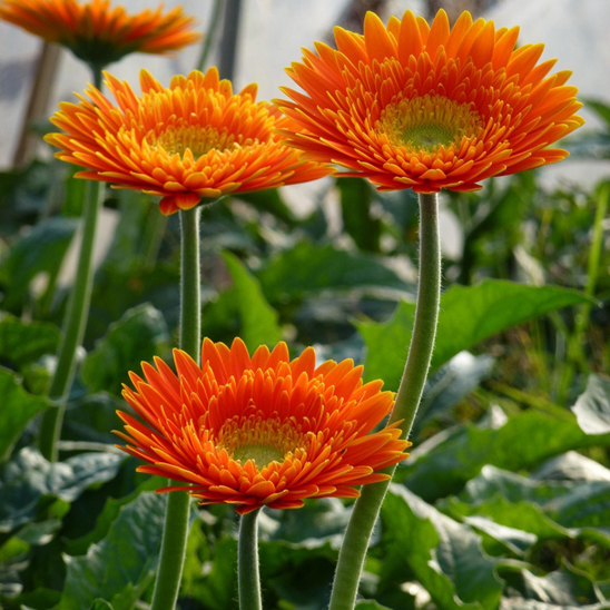 扶郎花常见的病虫害及其防治