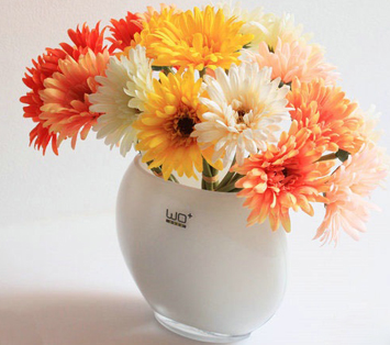 非洲菊的插花欣赏