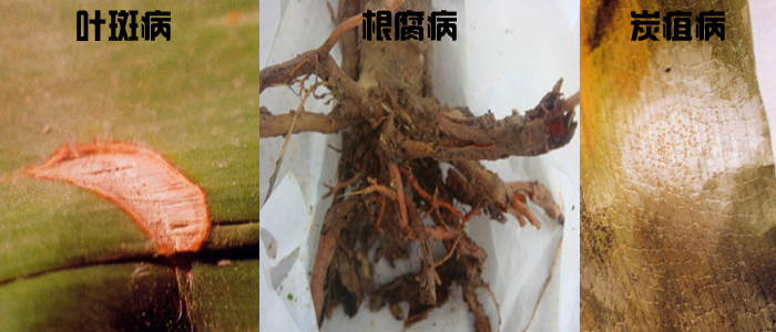 一,龙血树叶斑病