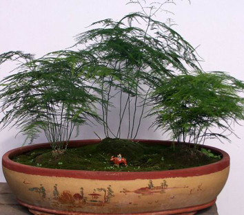 文竹盆景精美图片欣赏
