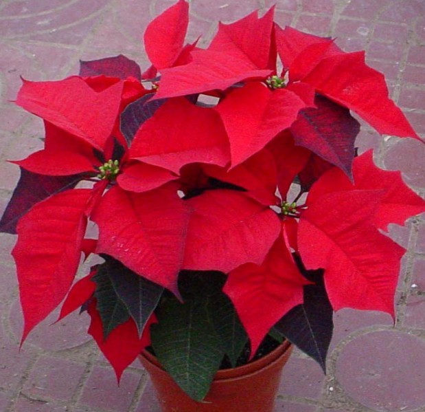 >> 查看日志               它上面是红红的叶子,下面是绿绿的叶子,远