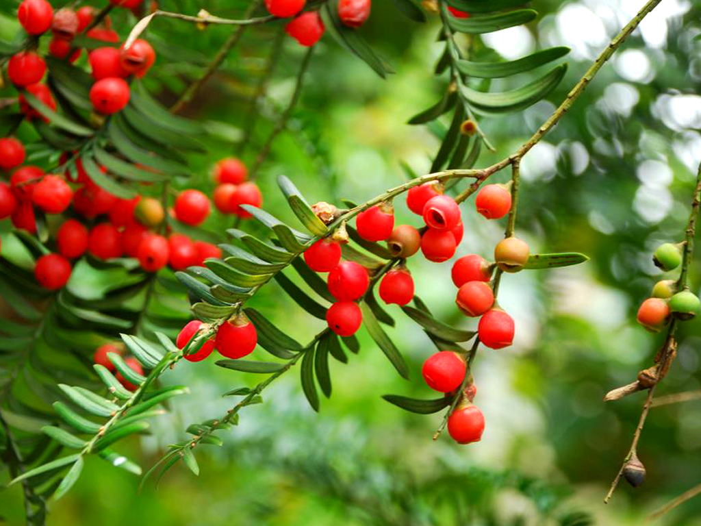 红豆杉养护知识是什么?