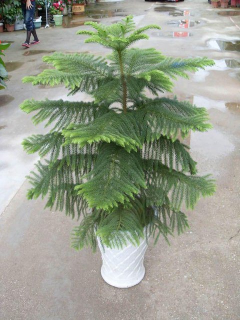 南洋杉的养殖方法和注意事项