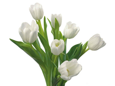 郁金香花瓣上怎么会出现不同的颜色