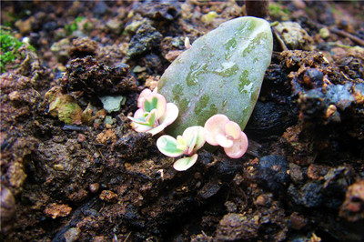 玉吊钟的扦插方法