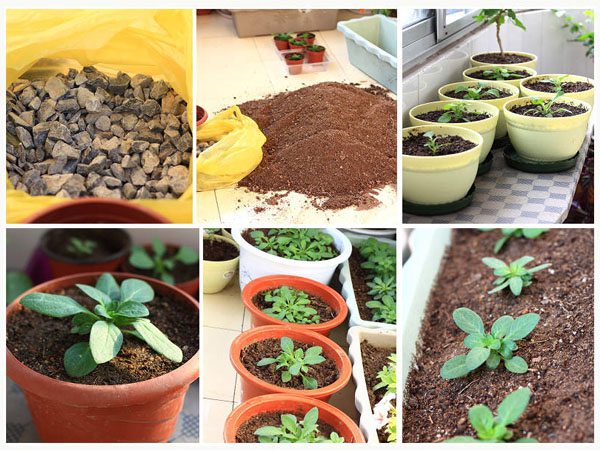 矮牵牛家庭种植及养护方法详解