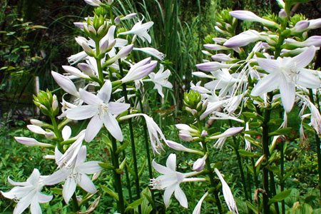 玉簪花分月养护 玉簪花分月养护