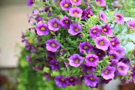 矮牵牛的阳台盆栽方法 - 花百科