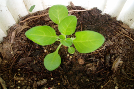 矮牵牛什么时候播种好