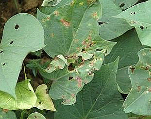 矮牵牛叶子发黄怎么办