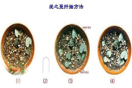 爱之蔓的繁殖方法(四种方法)