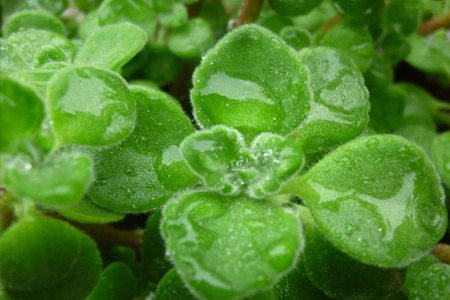 碰碰香怎么施肥 - 花百科