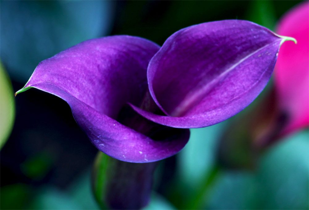 如何让马蹄莲常年开花?