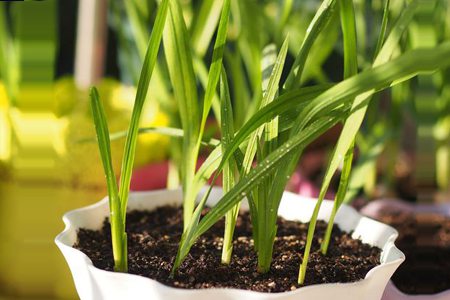 香雪兰(小苍兰)叶子发黄是什么原因 - 花百科