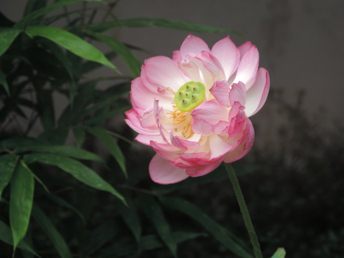 碗莲的品种大全