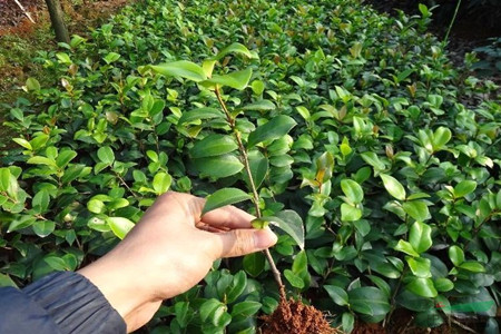 紫薇花的养护注意事项