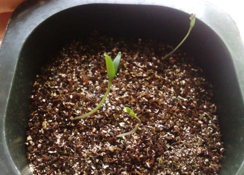 阳台圣女果的种植方法