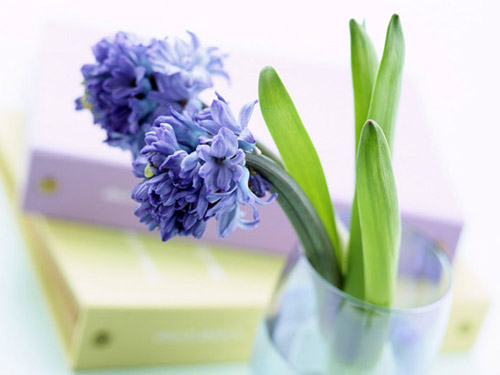 风信子的功效及其作用