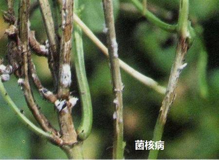 风信子菌核病