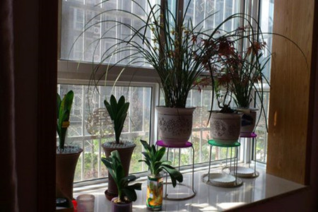 君子兰对人体有害吗?