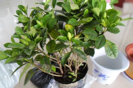 栀子花如何换盆