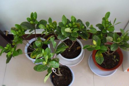 栀子花如何换盆