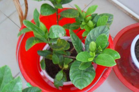 栀子花如何换盆