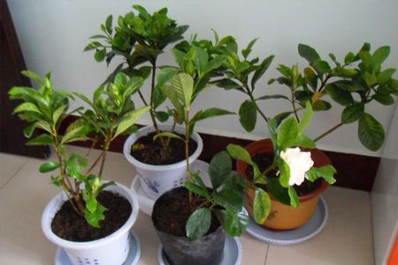 栀子花如何换盆